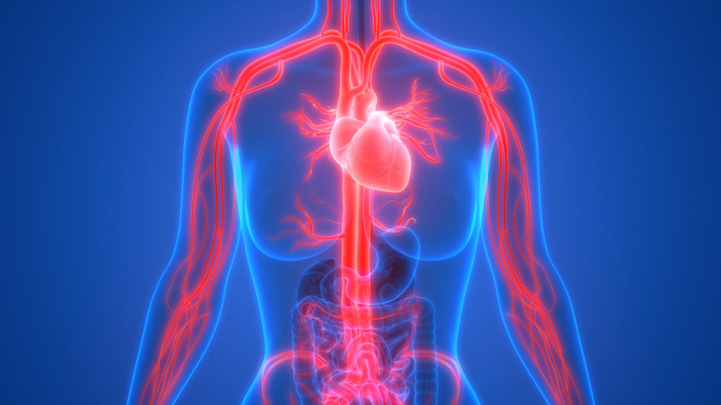 Human Circulatory System Anatomy